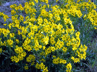 Engelmannia peristenia (Engelmann's daisy)