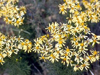 Senecio flaccidus var. douglasii (Douglas's ragwort)