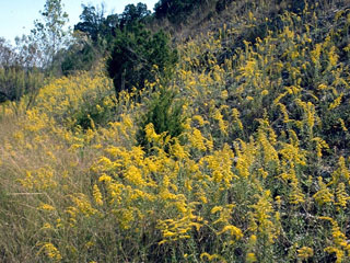 Solidago radula (Western rough goldenrod)