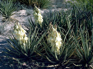 Yucca baccata (Banana yucca)