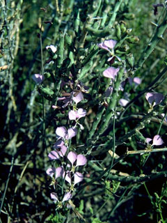 Streptanthus cutleri (Cutler's jewelflower)