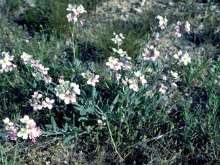 Noccaea montana var. fendleri (Fendler's pennycress)