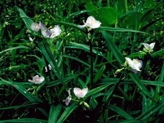 Tradescantia humilis (Texas spiderwort)