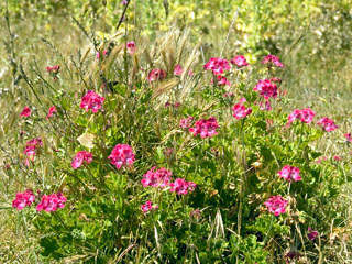 Geranium caespitosum var. parryi (Parry's geranium)
