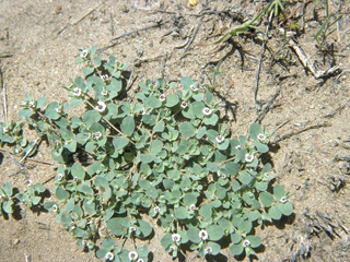 Chamaesyce polycarpa (Smallseed sandmat)