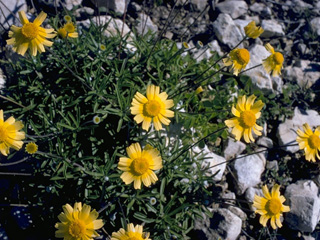 Tetraneuris scaposa var. scaposa (Four-nerve daisy)