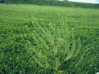 Lepidium virginicum (Virginia peppergrass)