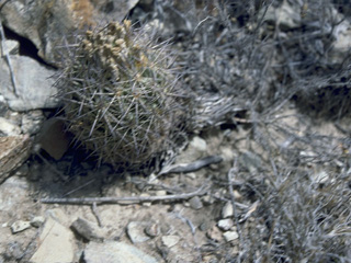 Echinomastus warnockii (Warnock's fishhook cactus)