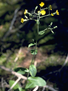 Hieracium paniculatum (Allegheny hawkweed)