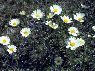 Layia glandulosa (White-daisy tidytips)