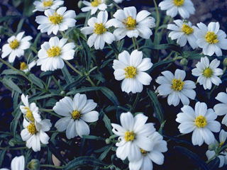Melampodium leucanthum (Blackfoot daisy)