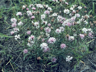Palafoxia rosea (Rosy palafox)