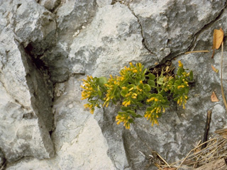 Perityle quinqueflora (Fiveflower rockdaisy)