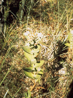 Pluchea foetida (Stinking camphorweed)