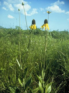 Rudbeckia grandiflora (Rough coneflower)