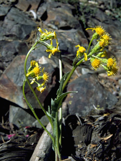 Senecio aronicoides (Rayless ragwort)