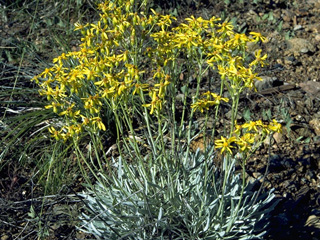 Packera macounii (Siskiyou mountain ragwort)