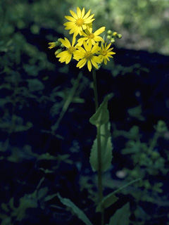 Senecio parryi (Mountain ragwort)