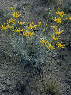 Senecio spartioides (Broomlike ragwort)