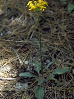 Packera werneriifolia (Hoary groundsel)