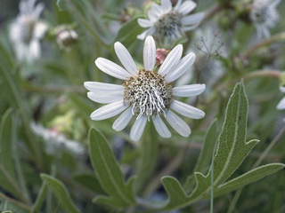 Silphium albiflorum (White rosinweed)