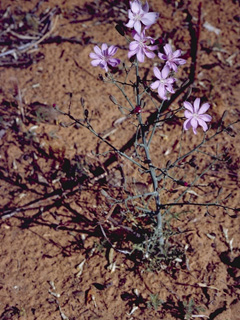 Stephanomeria minor var. minor (Narrowleaf wirelettuce)