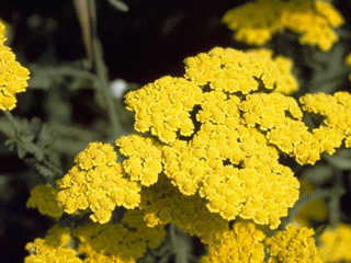 Tanacetum bipinnatum ssp. huronense (Lake huron tansy)