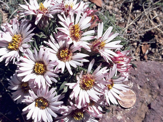 Townsendia exscapa (Stemless townsend daisy)