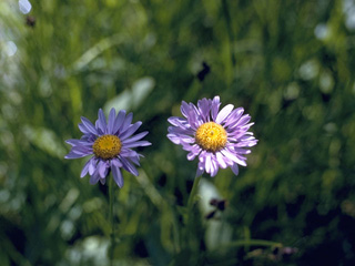 Townsendia parryi (Parry's townsend daisy)