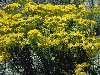 Xanthocephalum gymnospermoides (Gummy broomweed)