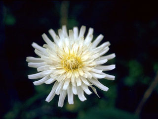 Pinaropappus roseus (White rocklettuce)