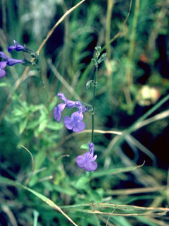 Salvia lycioides (Canyon sage)