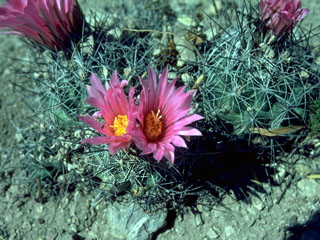 Neolloydia conoidea (Chihuahuan beehive cactus)