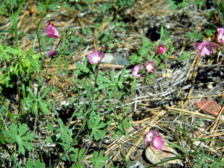 Sidalcea oregana (Oregon checkerbloom)