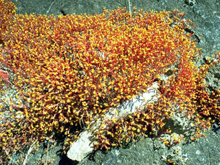 Sedum stenopetalum (Wormleaf stonecrop)