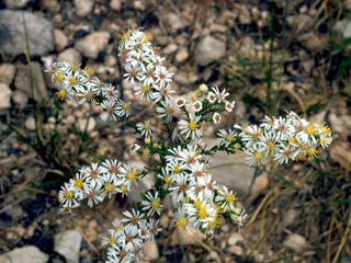 Symphyotrichum ericoides var. ericoides (White heath aster)