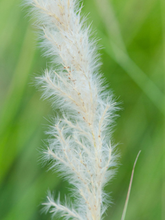 Bothriochloa longipaniculata (Longspike beardgrass)