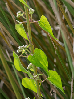 Mikania scandens (Climbing hempvine)