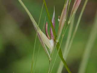 Nassella leucotricha (Texas wintergrass)