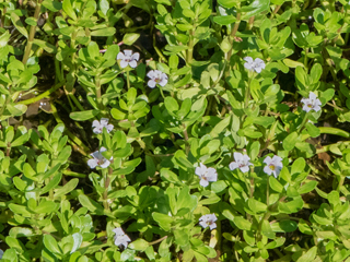Bacopa monnieri (Herb-of-grace)