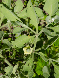 Physalis cinerascens (Smallflower groundcherry)