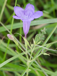 Ruellia nudiflora var. nudiflora (Violet wild petunia)