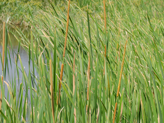 Typha domingensis (Southern cattail)