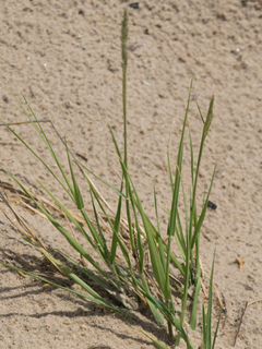 Sporobolus virginicus (Seashore dropseed)