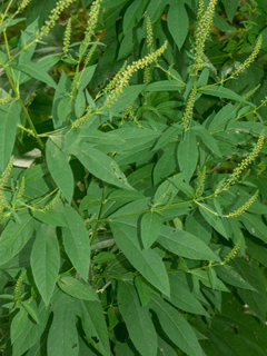 Ambrosia trifida (Great ragweed)