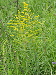 Solidago tortifolia (Twistleaf goldenrod)