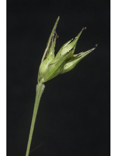Carex basiantha (Willdenow's sedge)