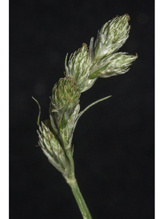 Carex brevior  (Shortbeak sedge )