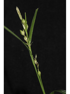 Carex bulbostylis (False hair sedge )