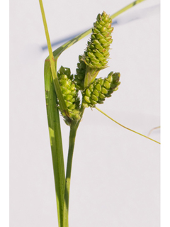 Carex caroliniana (Carolina sedge)
